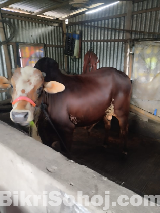 দেশি গরু